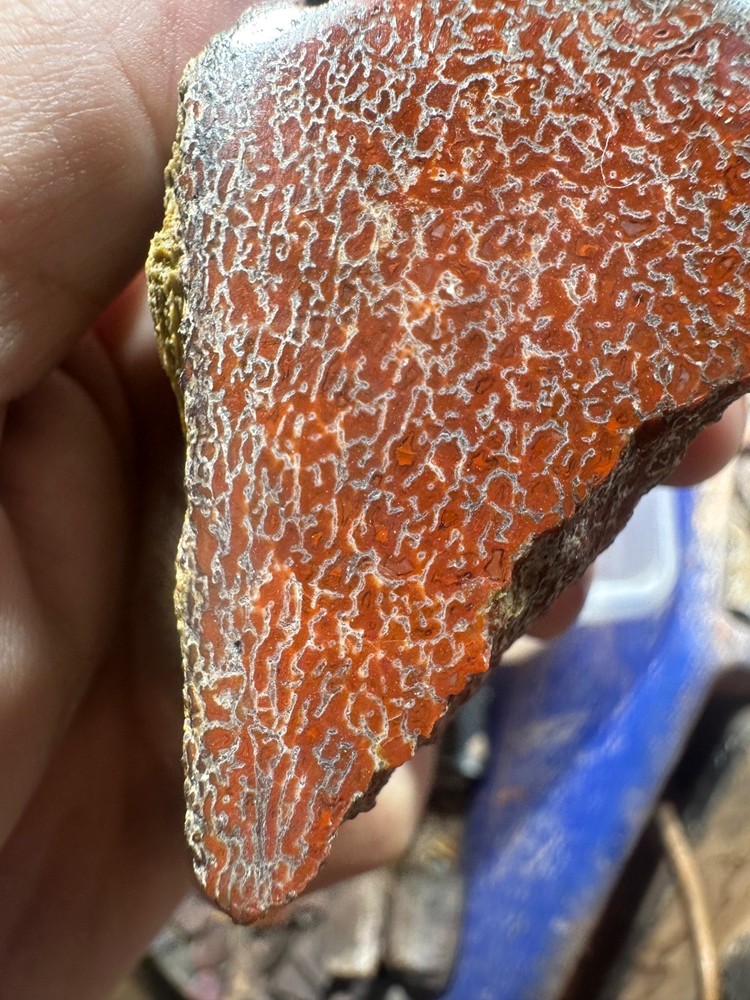 Dinosaur bone rough polished specimen