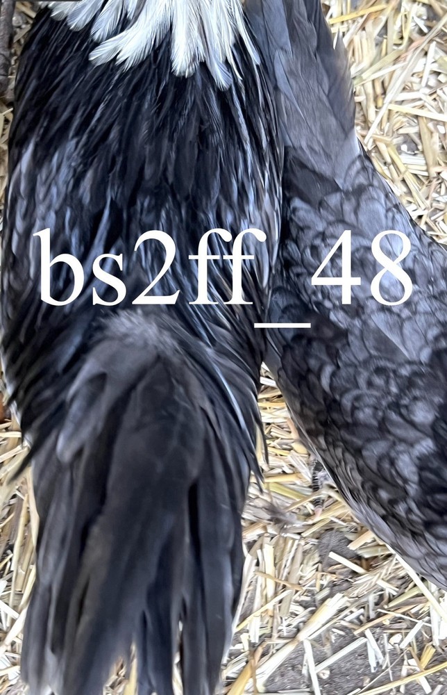 6 White Crested Blue Polish Bantam Hatching Eggs (Read Description!!!)