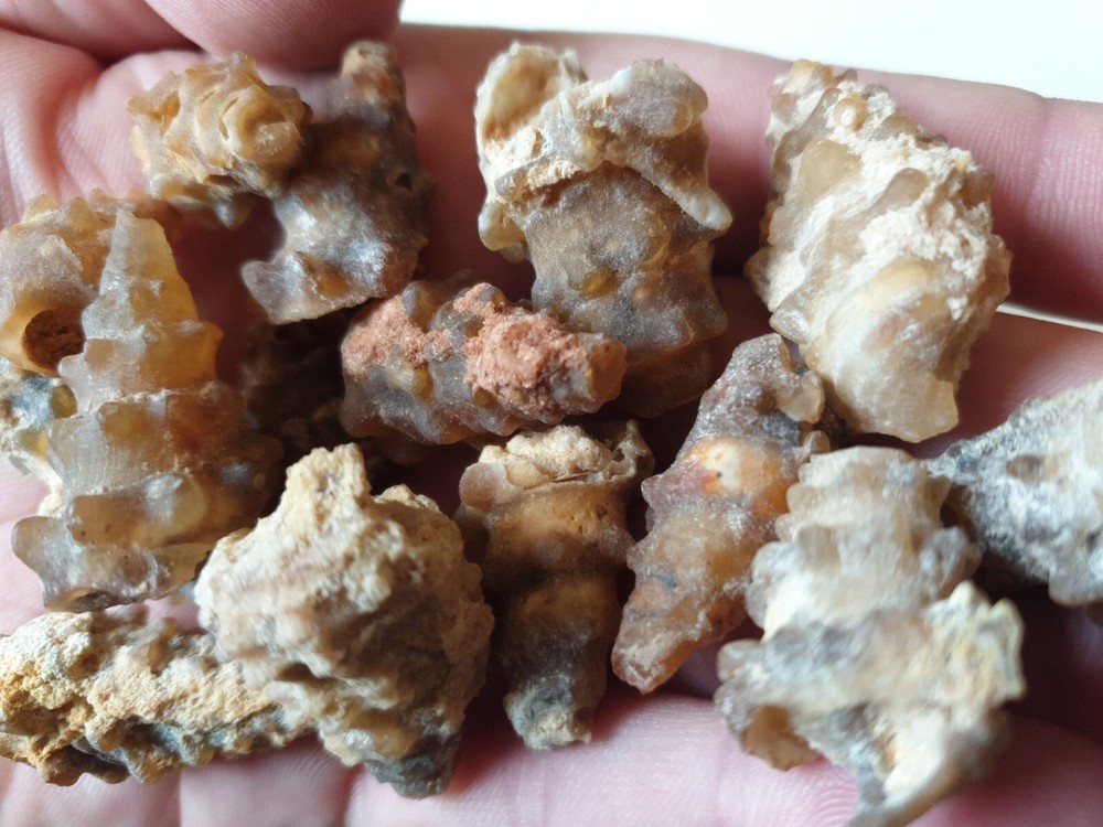 Spiny Knobbly Chalcedony Agate Fossils Snails Shell