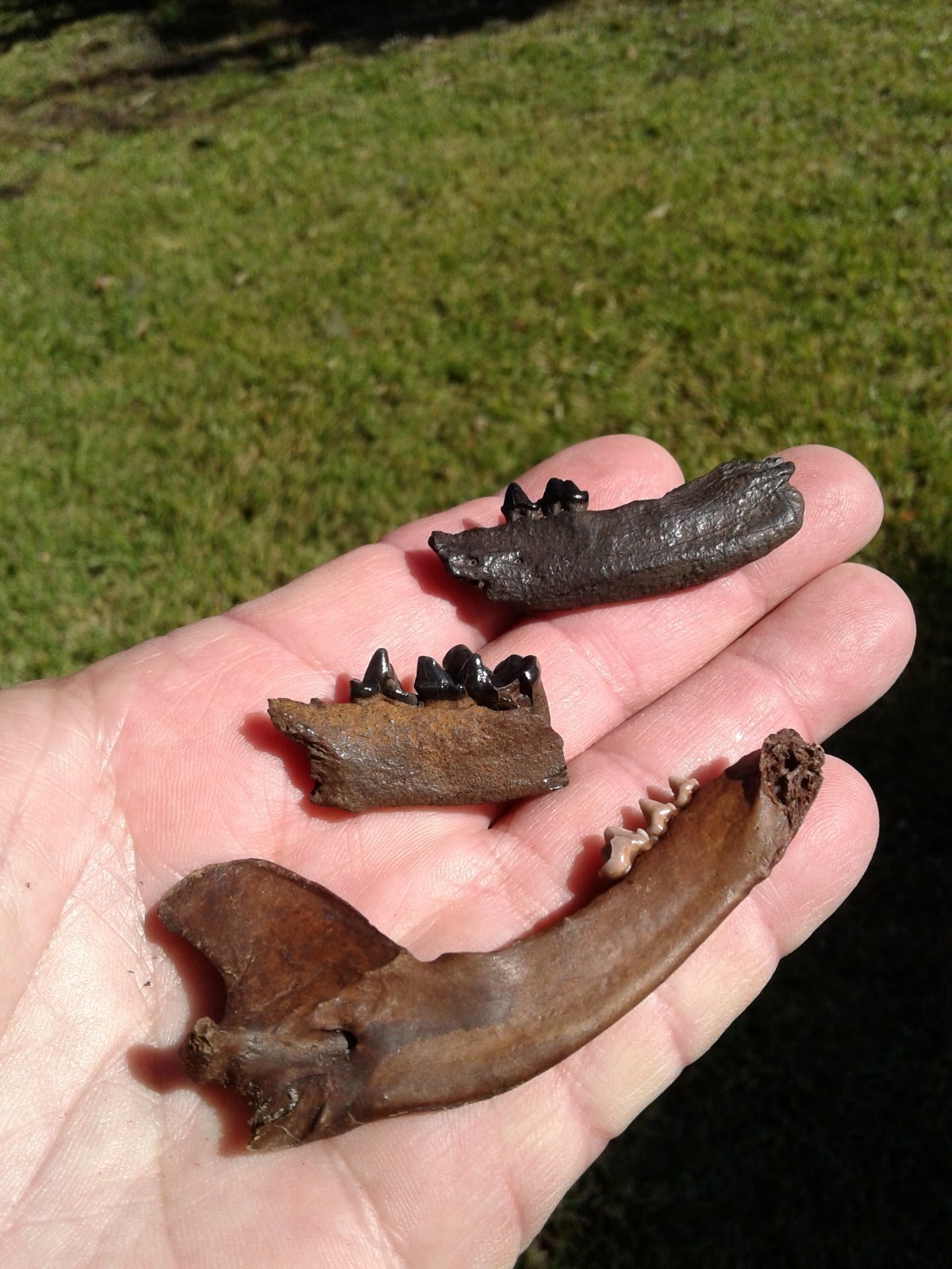 Bargain 3 Jaws Raccoon And River Otter Florida Ice Age Fossil Mammal Teeth