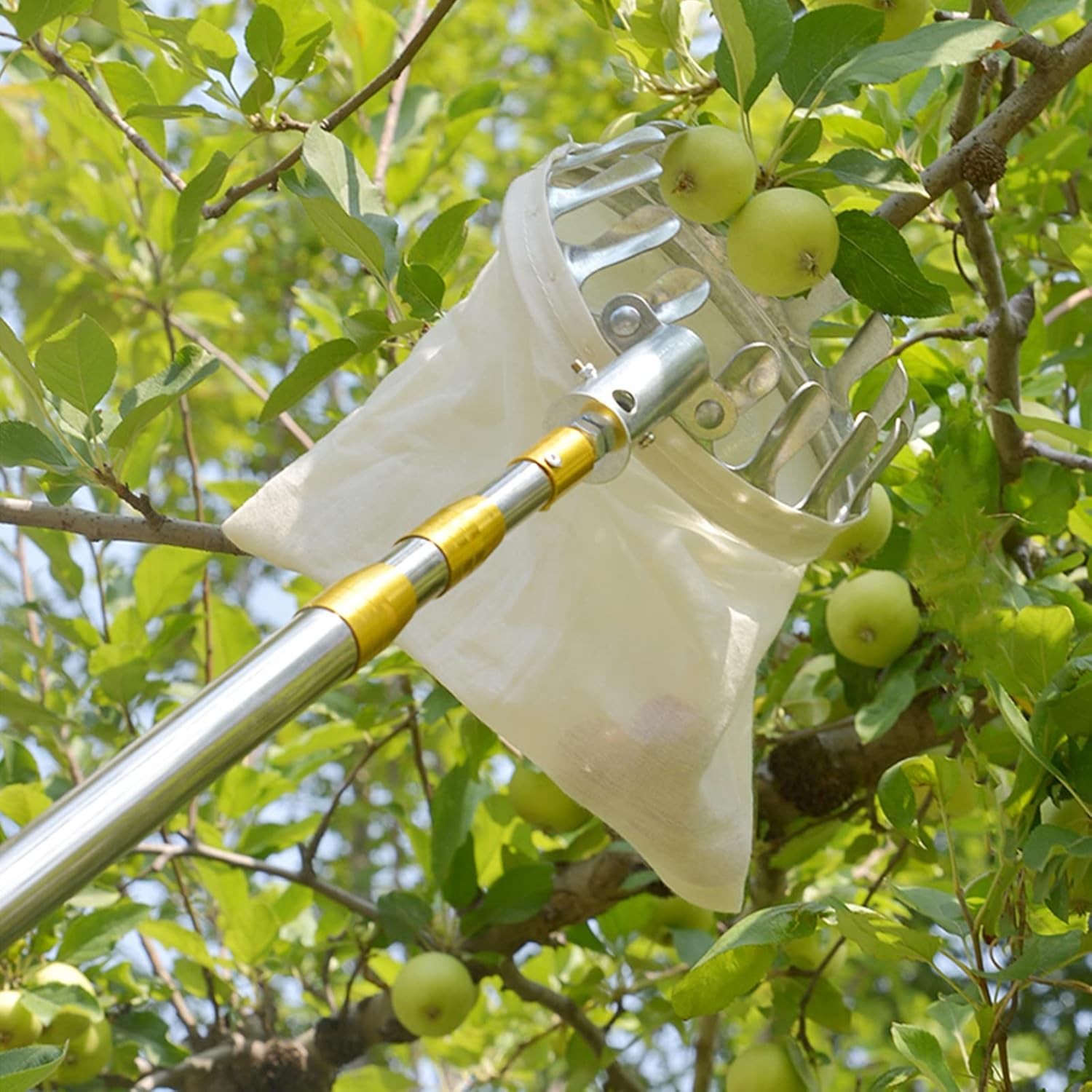 Extendable Fruit Picker 1.9m, Telescoping Harvest Tool for Tree Picking