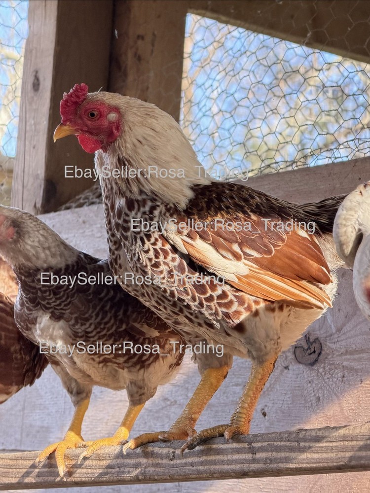 Red white Laced Cornish Bantam Hatching Eggs 10 Pcs