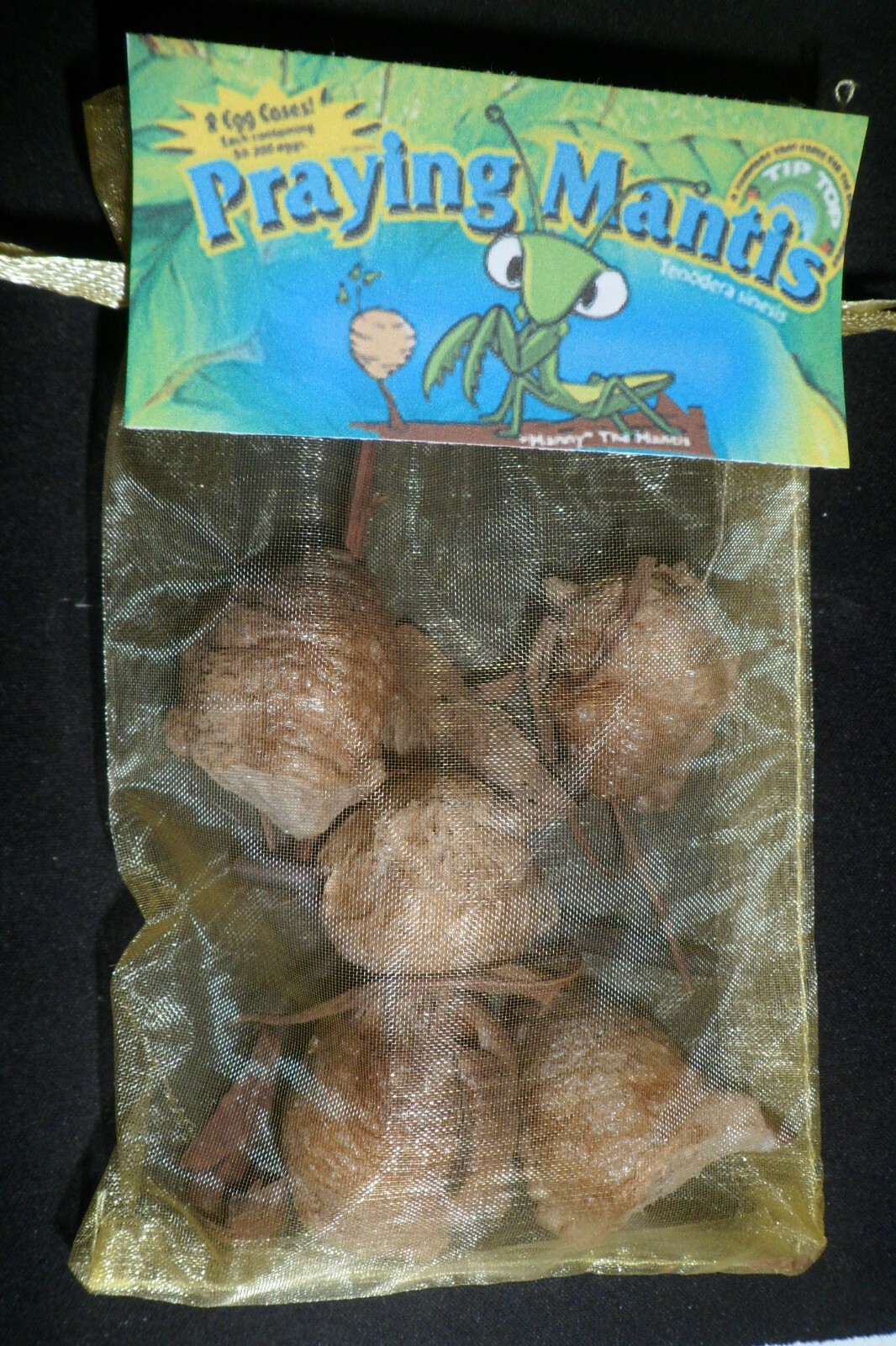 Fresh 5 Praying Mantis Egg Case + FREE Hatching Habitat Bag Picked 2025 Season