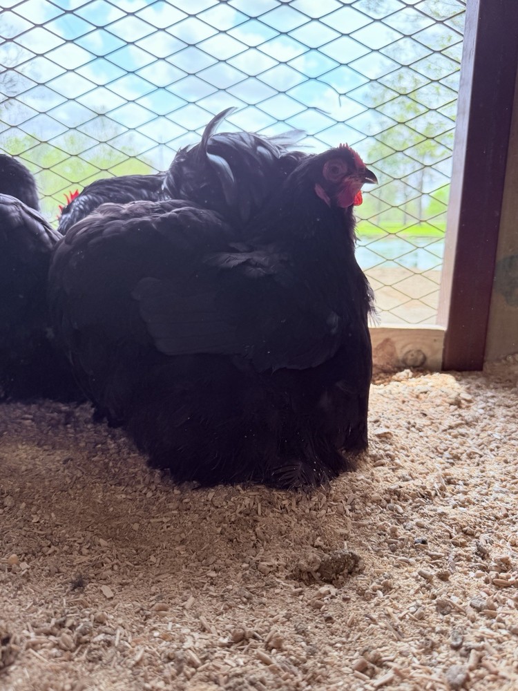 6+ Bantam Black Cochin Hatching Eggs Show Quality