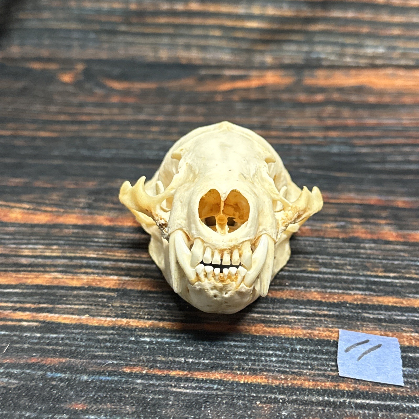 Real XL Badger Skull Unique Gift Halloween Craft Animal Mount Art Model Head Odd