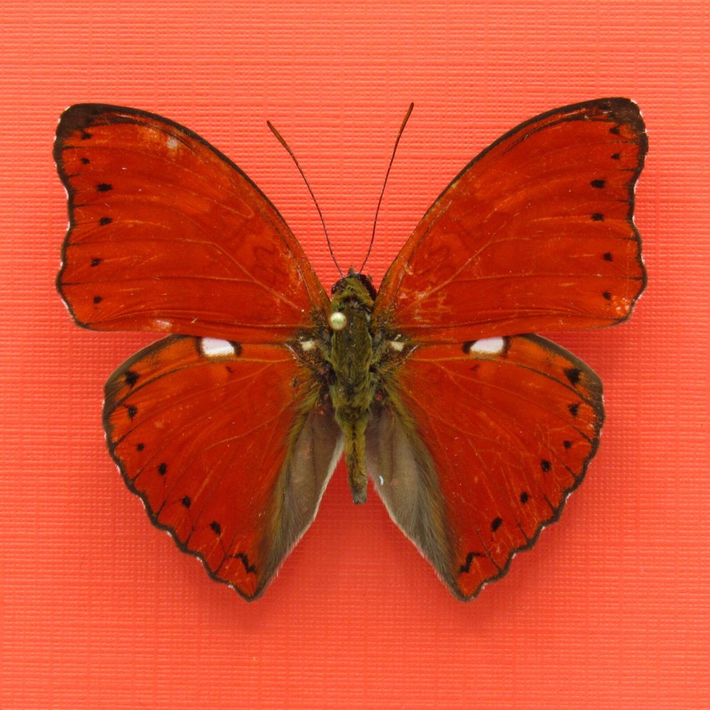 Real mounted butterfly - Cymothoe excelsa - A1-