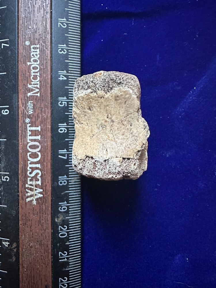 Genuine Hadrosaur vertebrae
