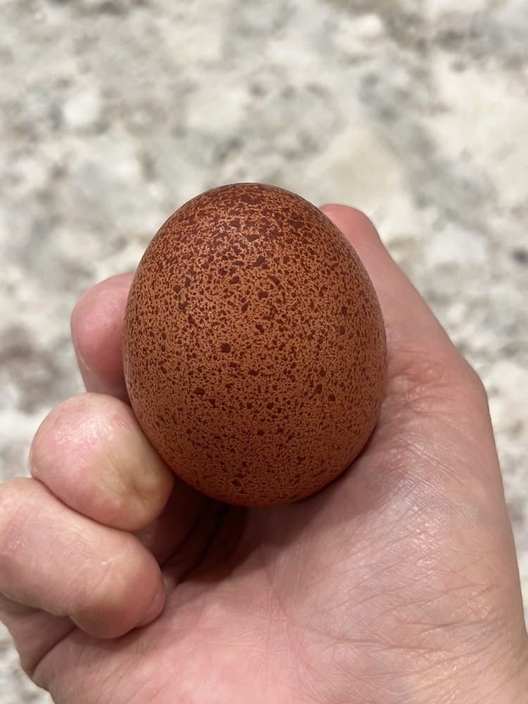 🐣🤍6 Black Copper Marans(BCM)hatching eggs NOT hatchery sourced🤍🐣