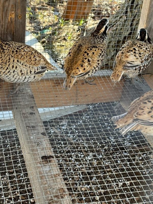12 Mexican Speckled Bobwhite Quail Hatching Eggs