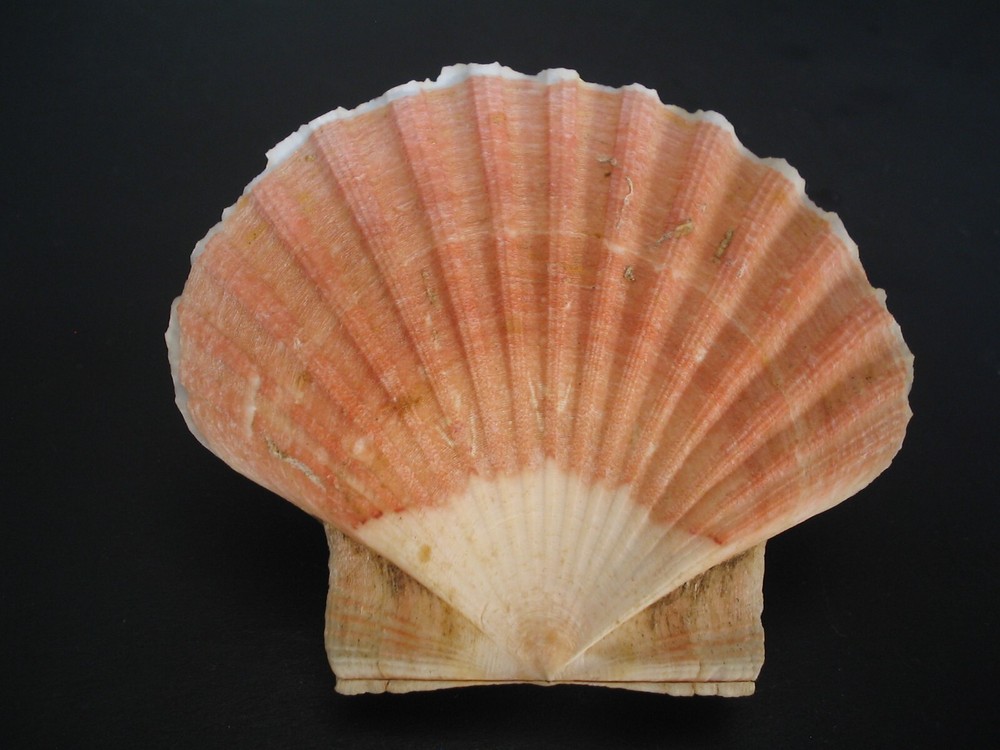 Amazing Pattern...PECTEN MAXIMUS~79.5mm~Scotland SEASHELL
