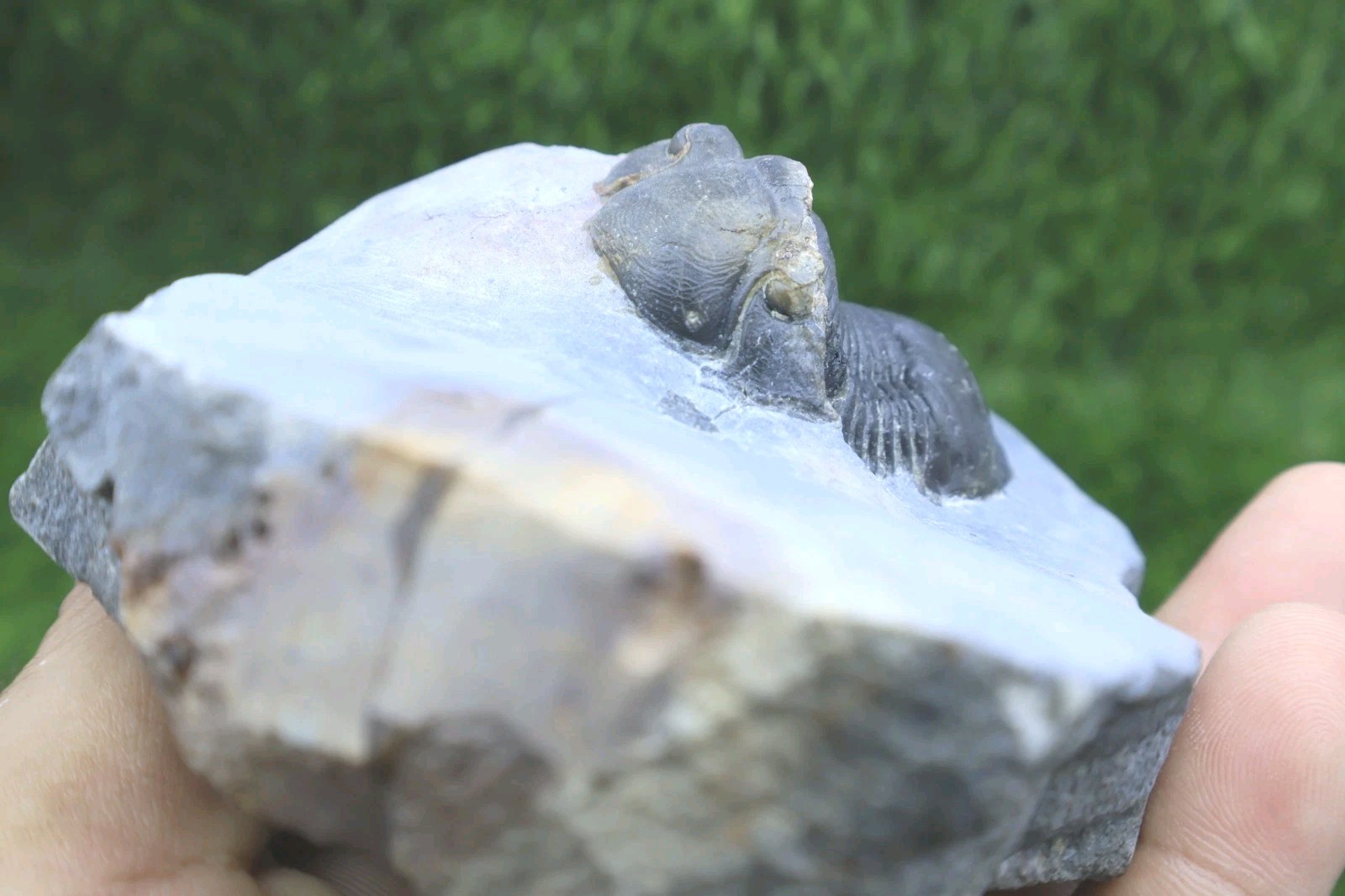 Trilobite Paralejurus trilobite fossil Devonian trilobite from Moroccan Fossil