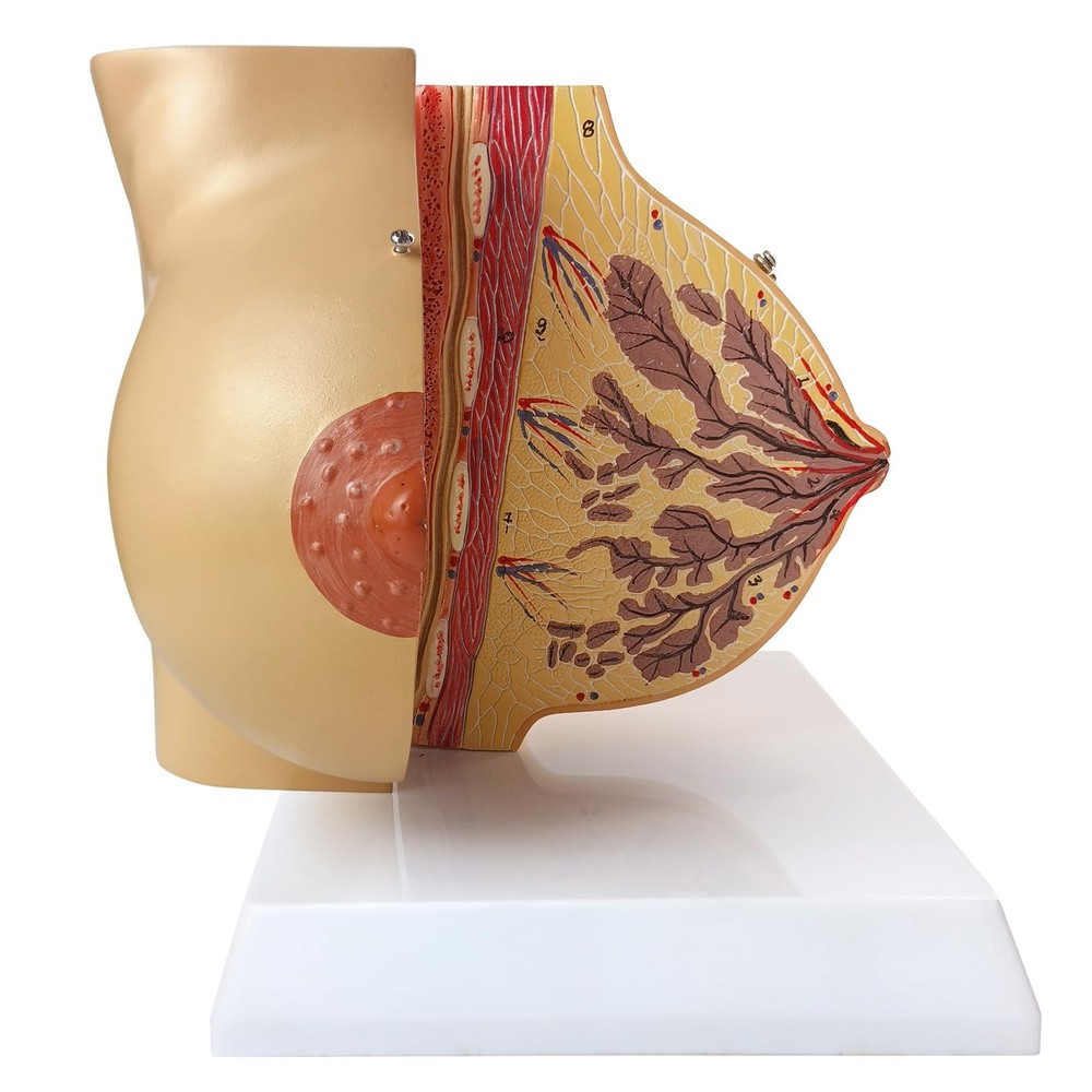 Non-lactating Breast Model, Breast Sagittal Section Anatomical Display Model,...