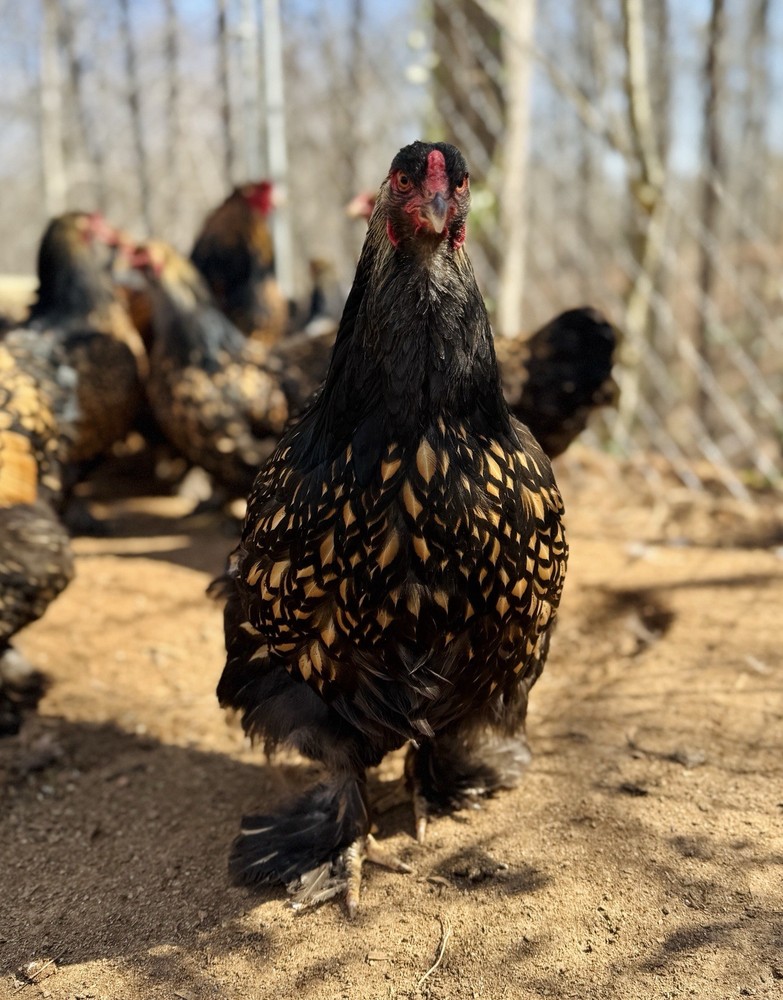 12++ Gold Laced Brahma Hatching Eggs