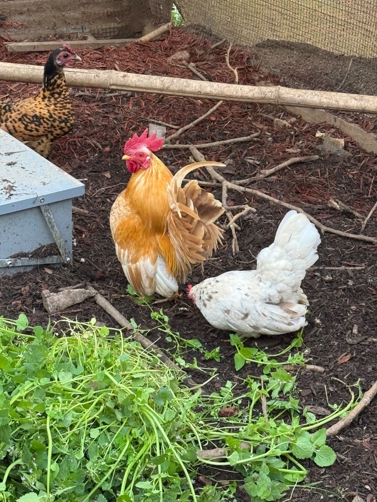 12+ 2 small Quality Serama Chicken Hatching Eggs