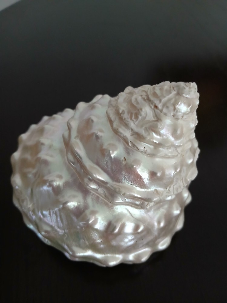 ASTREA UNDOSA Vintage Seashell Large 4"