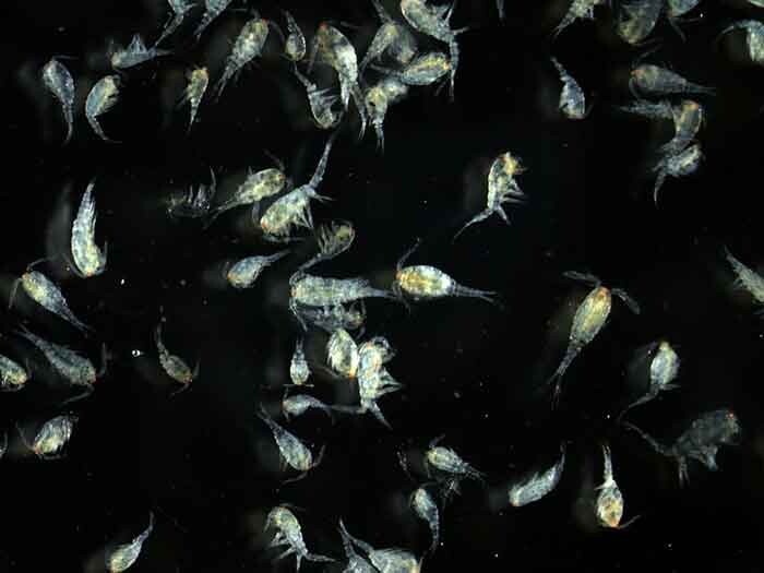 Healthy Freshwater Copepods & Phytoplankton Cultured For Any Breeding Project