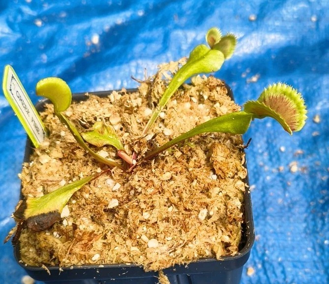 Venus Flytrap GREEK FIRE Carnivorous Plant