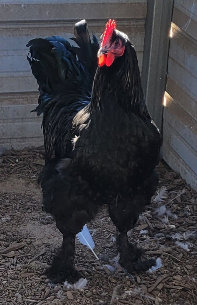 Croad Langshan Hatching Eggs 6 Pack