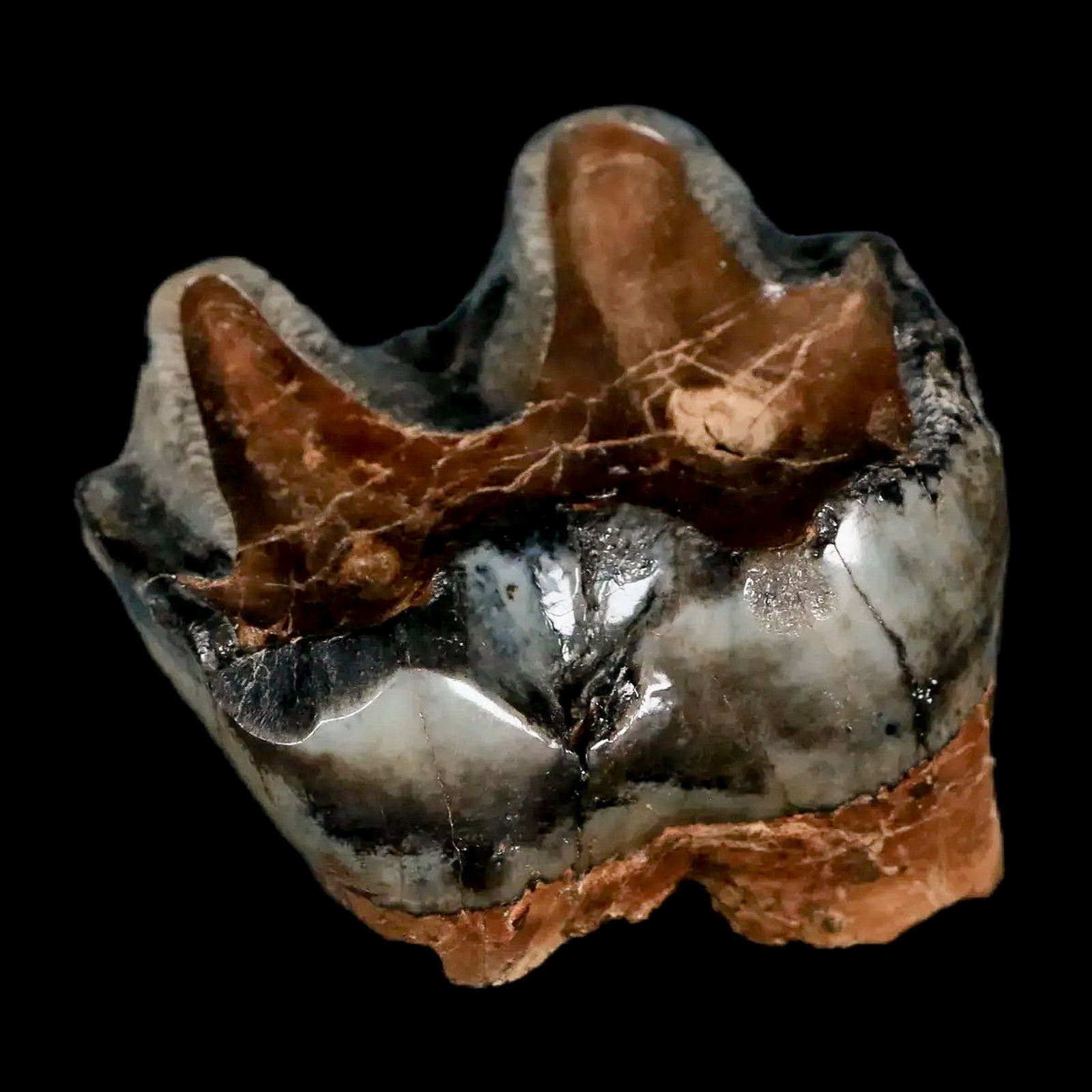 2.2" Rare Deinotherium Giganteum Fossil Tooth Miocene Deinothere Gracanica