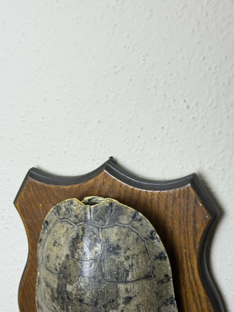 Turtle Shell in real wood plaque