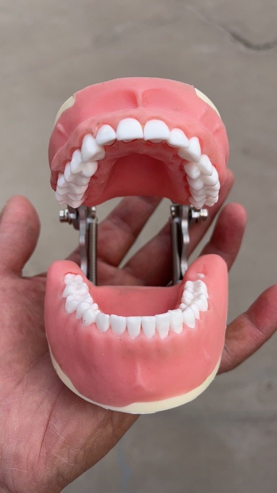 Maxillary+mandibular Tooth Extraction Practice Model Dental Typodont Teeth