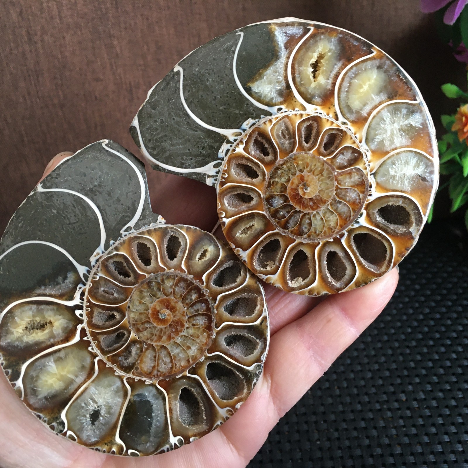 315g polishing 1 pair of Split natural Ammonite Specimen fb1030