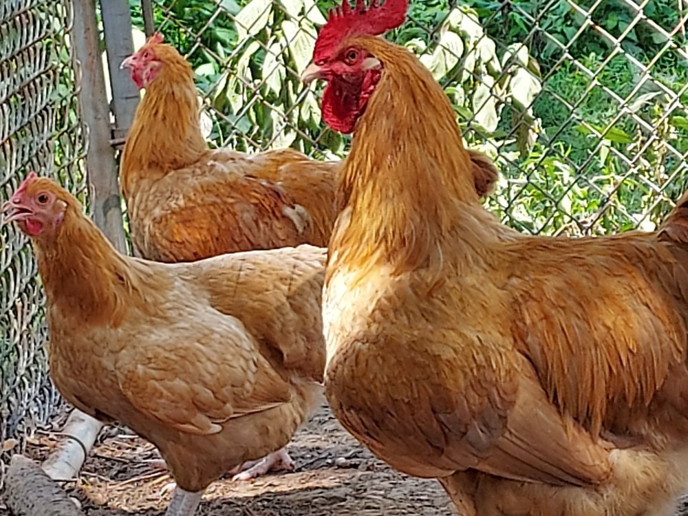 6 Assorted Purebred Chicken Fertile Hatching Eggs (Read Description)