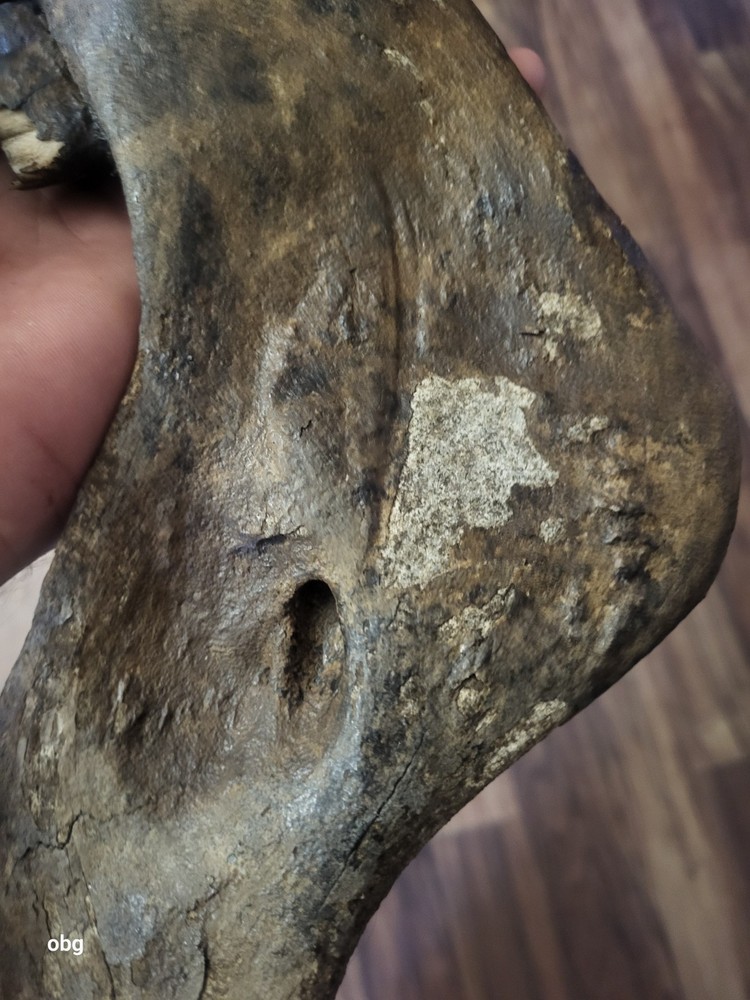 Historic Bison lower jaw bone buffalo