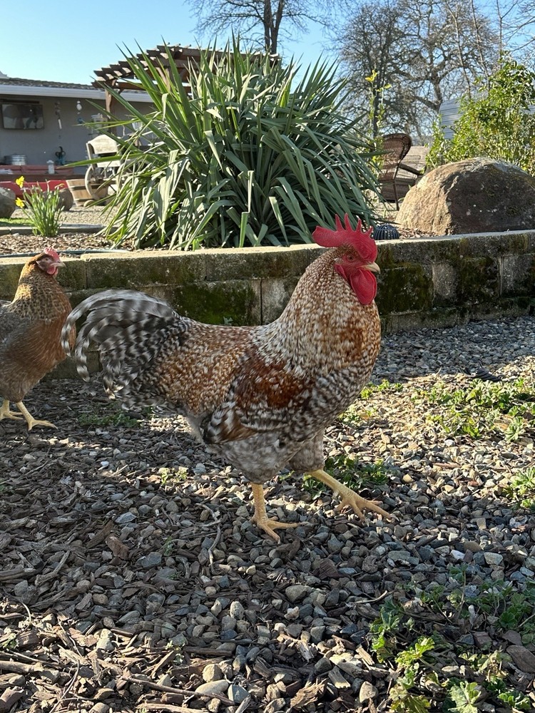 Bielefelder Fertile Hatching Eggs 10+