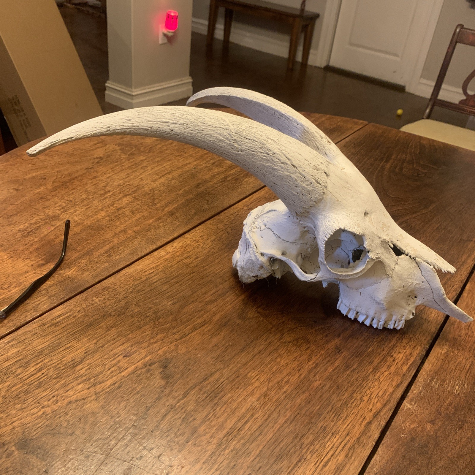 Large Authentic Goat Or Ram Skull - Taxidermy - Clean - Oddities Friendly