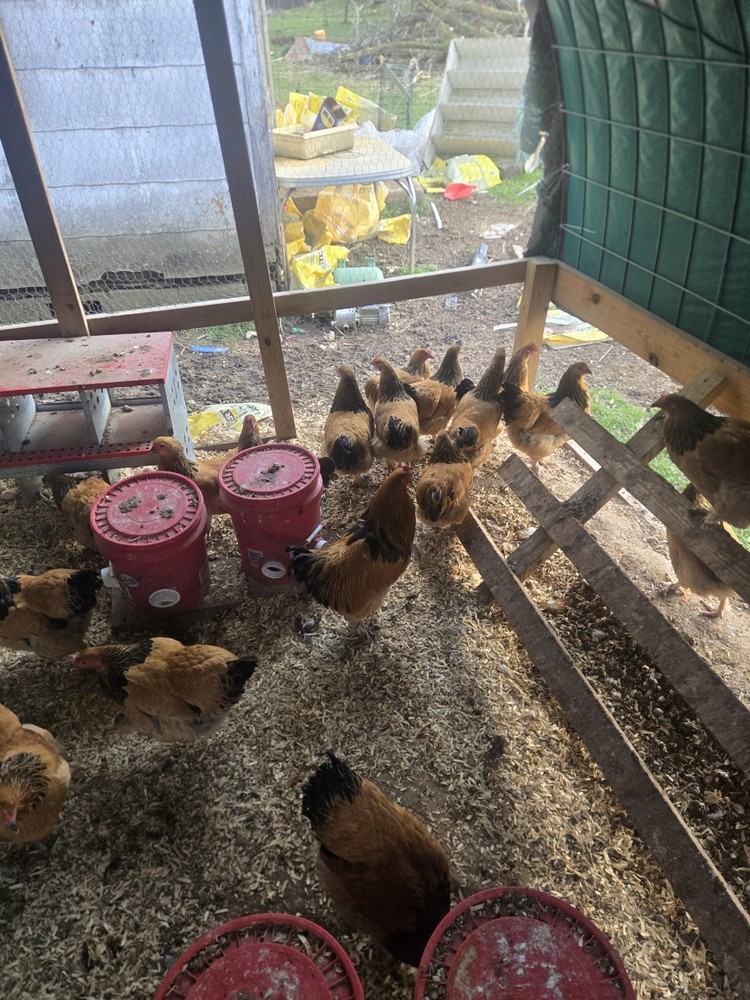 Buff Brahma Hatching Eggs 12 Plus 2 Extra