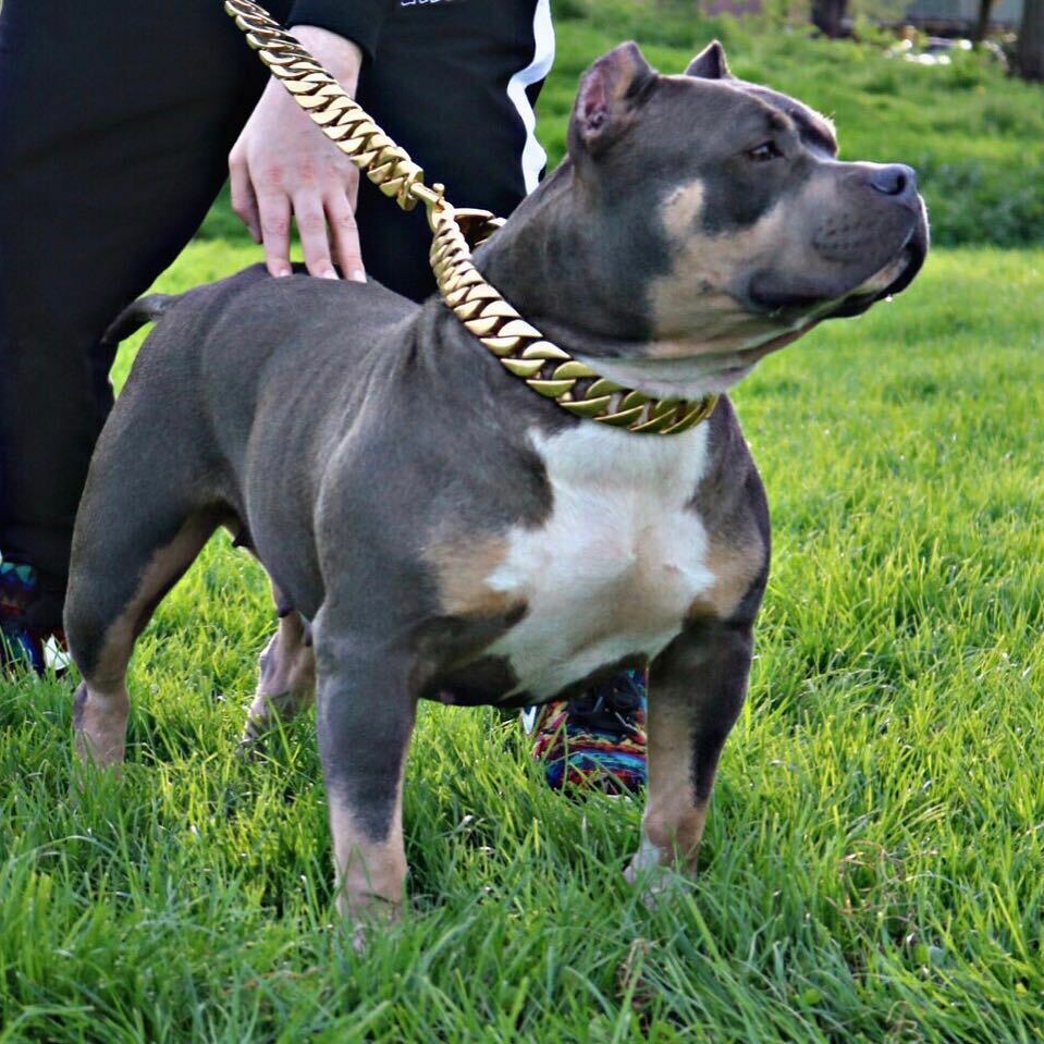 Cuban Gold pet Chain 32mm Dog Show Collar 316L Stainless Steel-AUTHORIZED SELLER