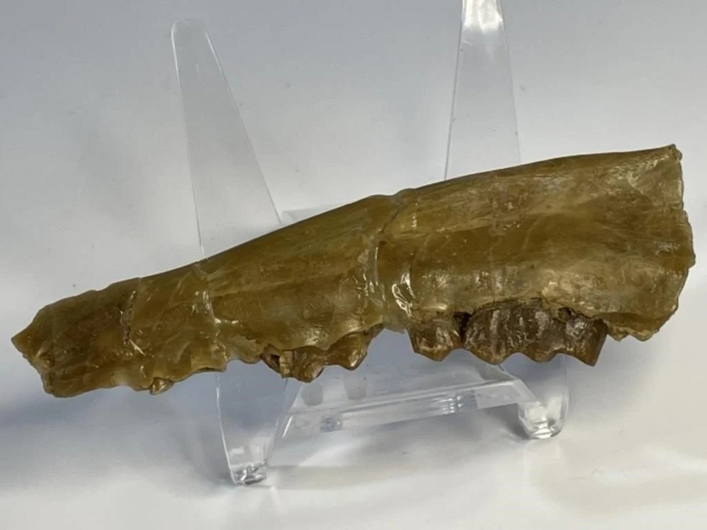 Fossilized Partial Jawbone (Deer-type Mandible)