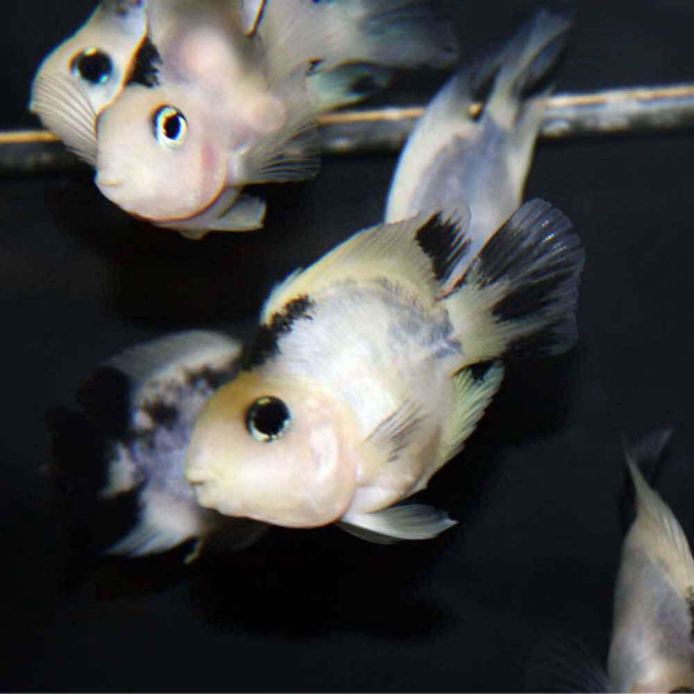 Parrot Panda Cichlid 2–2.5 Inch Live Freshwater Fish Aquarium Rare Color