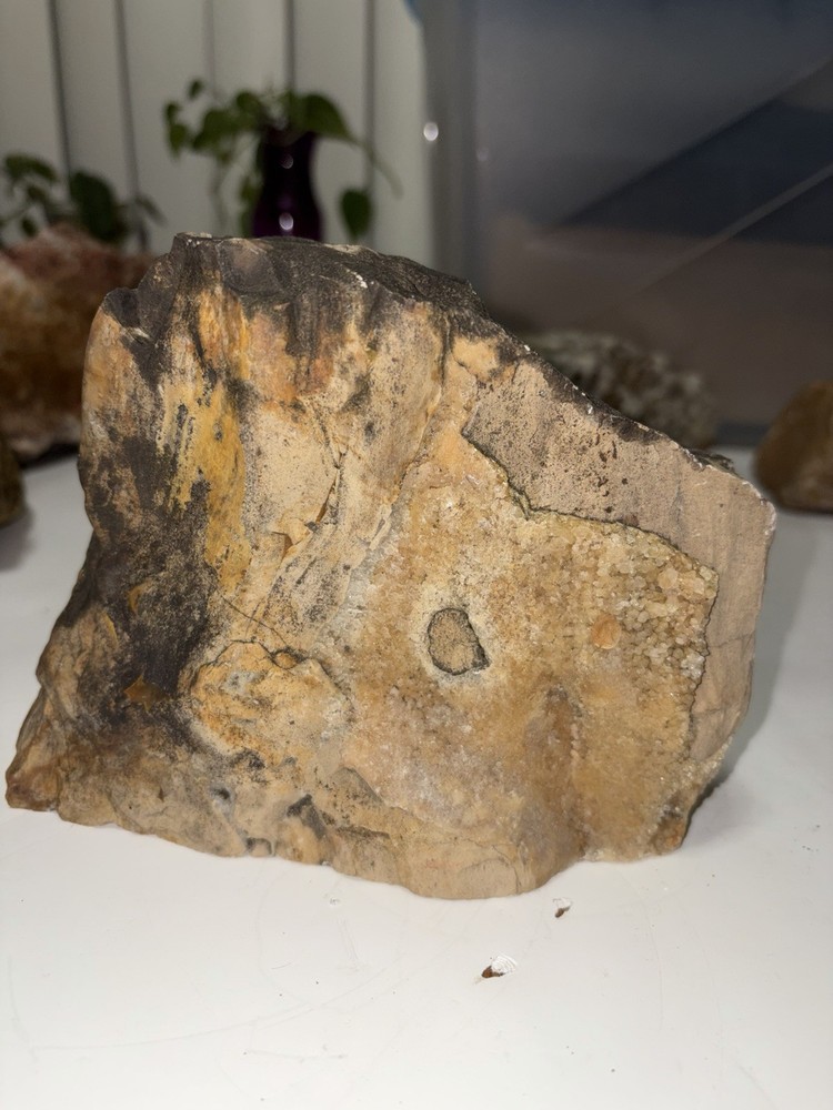 petrified wood rough
