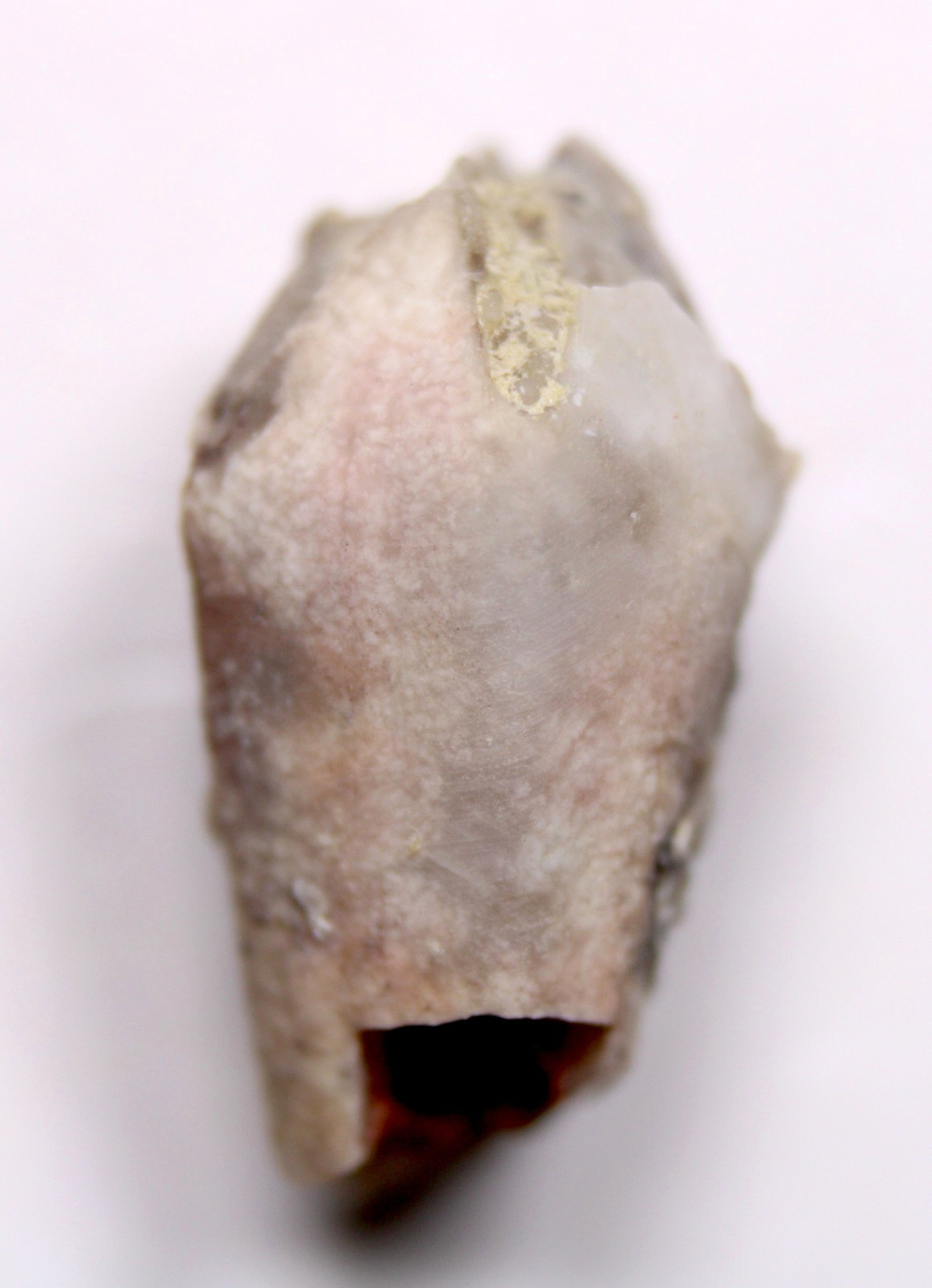 Troosticrinus reinwardti Blastoid Fossil Silurian Tennessee Brownsport Formation