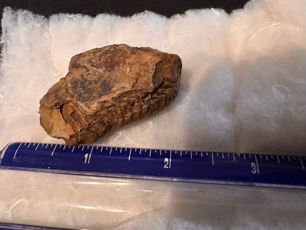 Fossil Trilobite from Morocco (D603FC8)