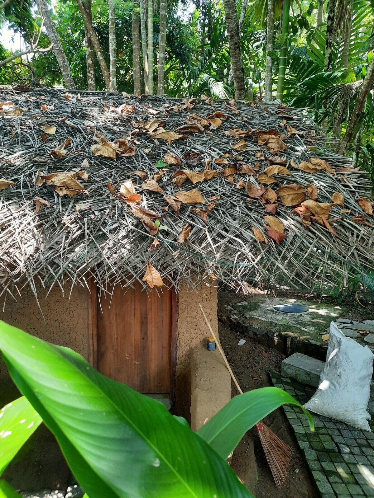 120g LARGE Indian Almond Catappa Ketapang Leaf Leaves Aquarium Betta Fish Shrimp