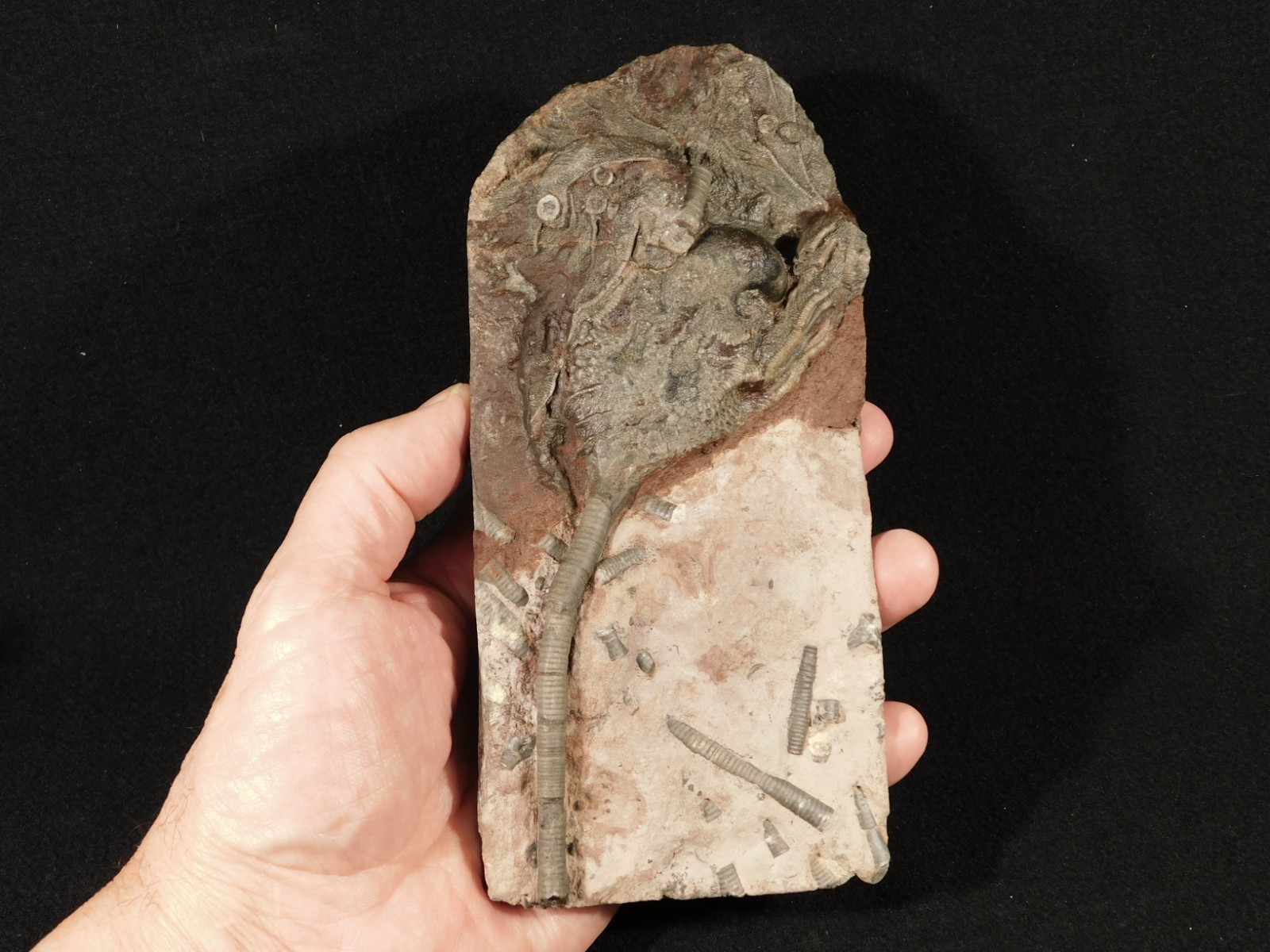 430 Million Year Old! CRINOID Fossil or Sea LILY Fossil Morocco 669gr