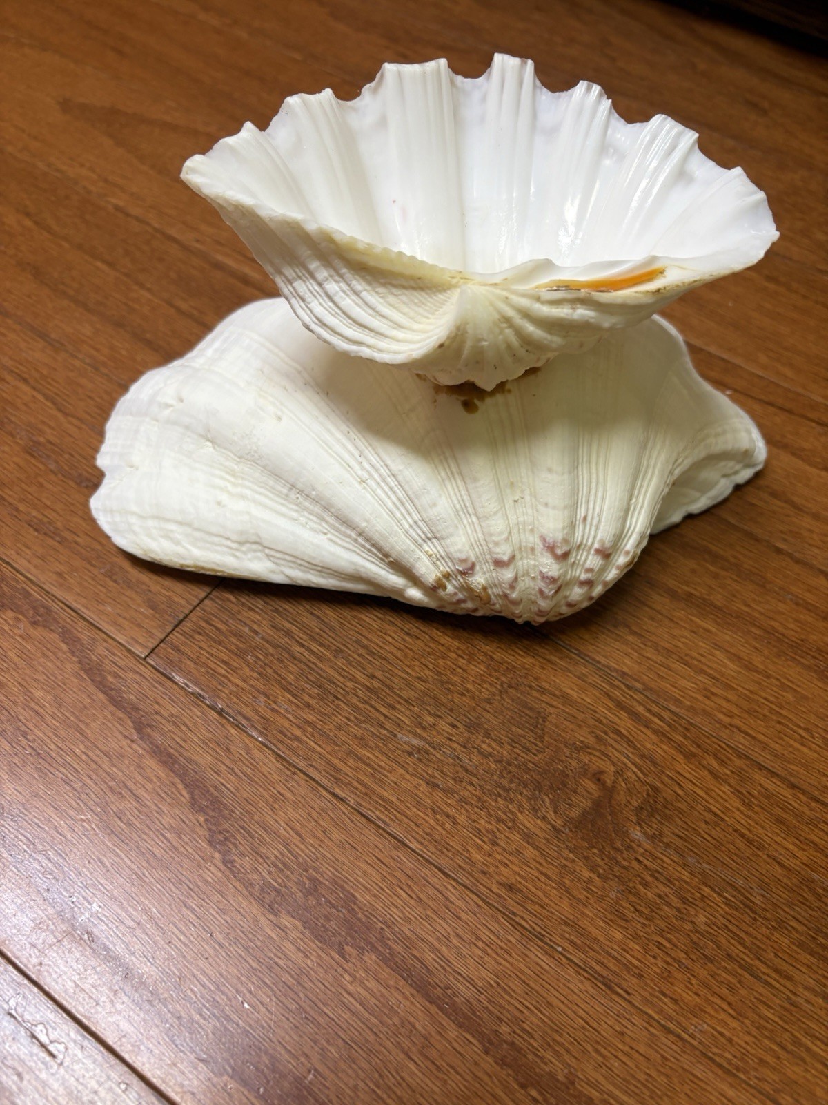 Tridacna Clam Shell Dish Trinket Soap Dish Centerpiece Display 9” Wide