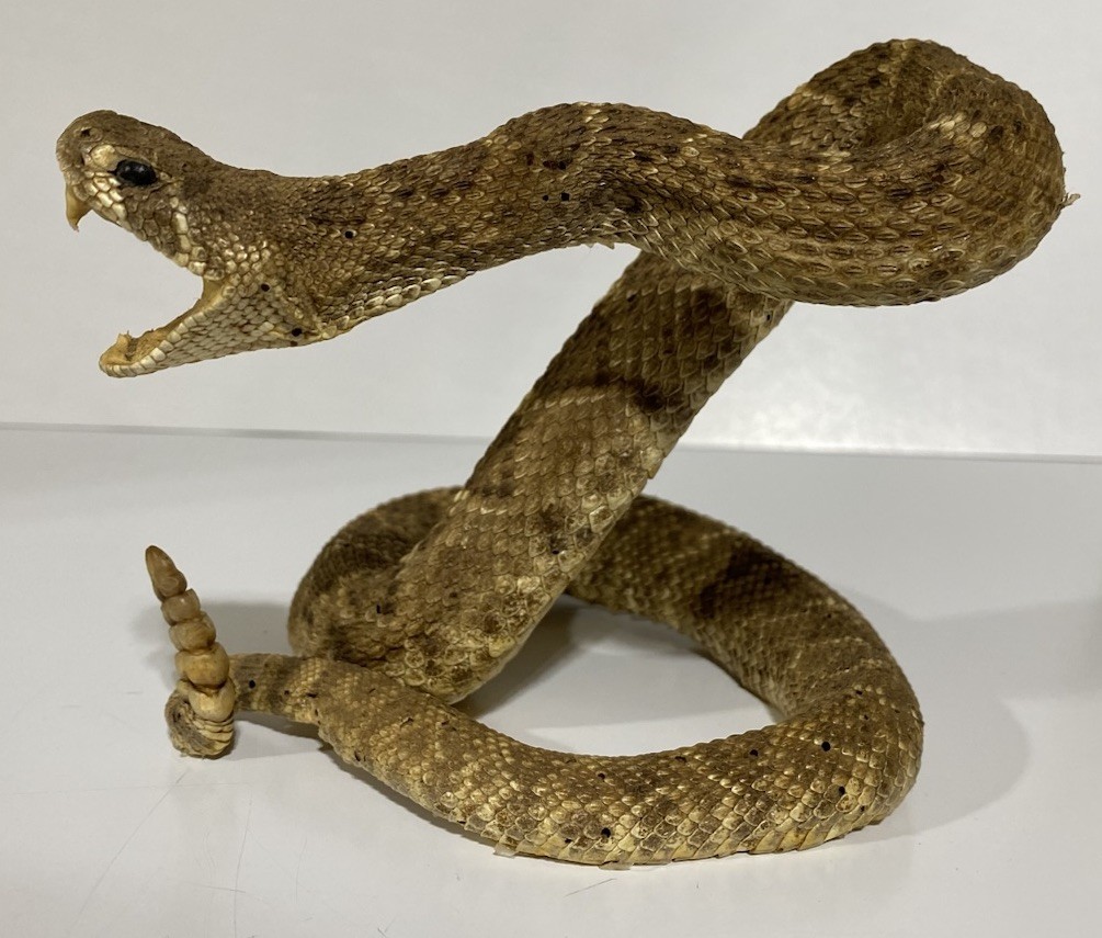 Rattlesnake Taxidermy Mount Rattle Snake Taxidermy Reptile - Cabin Western Decor