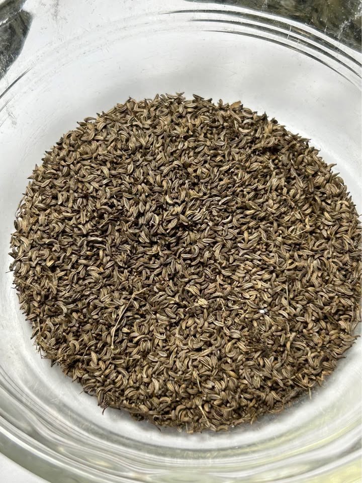 100+ Skirret seeds (Sium sisarum) medieval perennial permaculture root vegetable