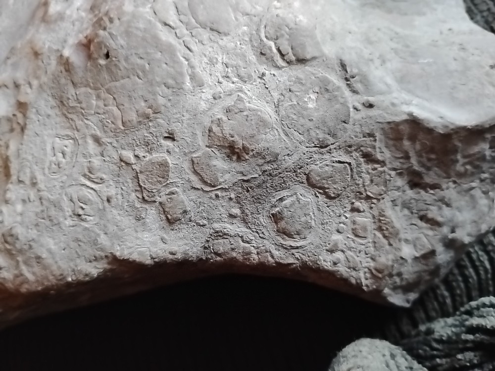 DEFINITELY A DINO BONE... DON'T KNOW WHICH ONE YET.. PLEASE HELP ME IDENTIFY IT.