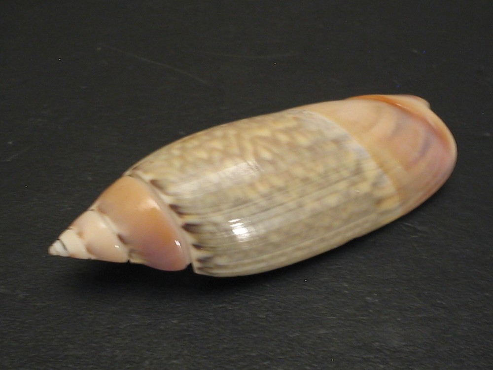 Amazing Pattern...AGARONIA JAVA~40.4mm~Indonesia SEASHELL