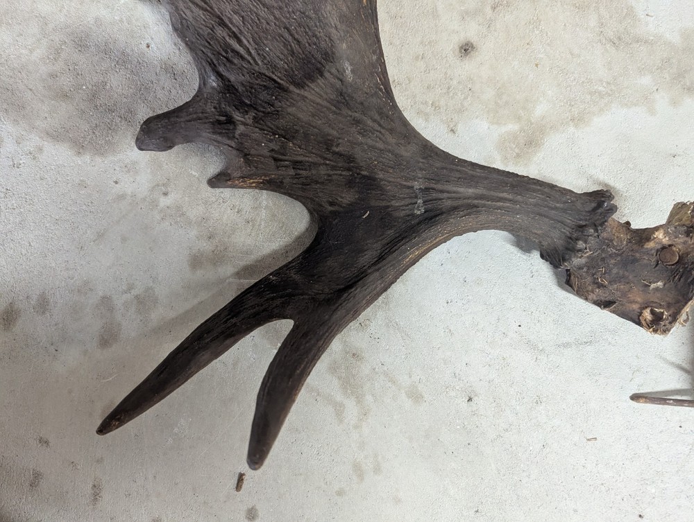 2 Moose Antlers From And Old Mount