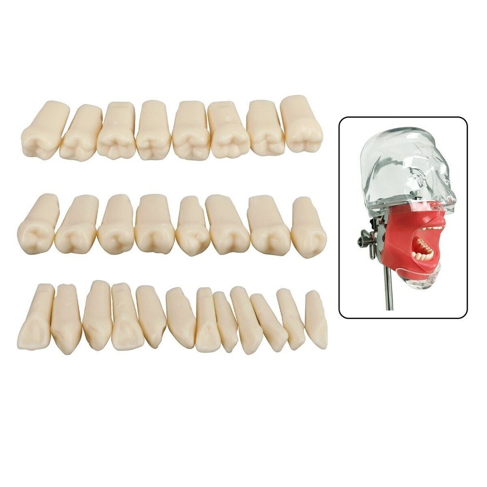 Dental Resin Typodont Teeth Model Screw Fixed Tooth Replacements 28pcs/Kit