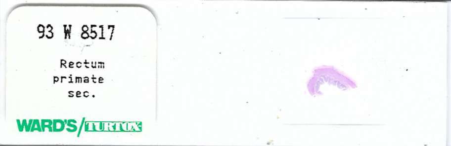 Primate Rectum Microscope Slide