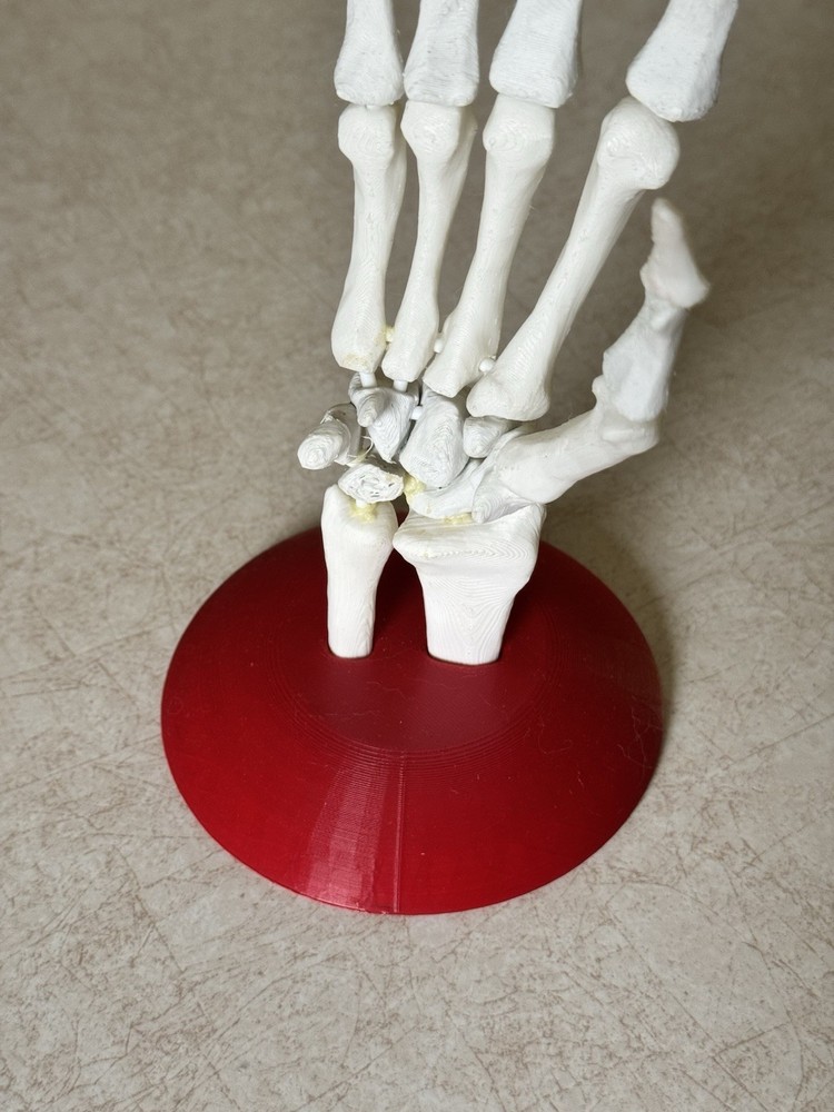 3D Printed Skeleton Hand - Anatomically Correct Model