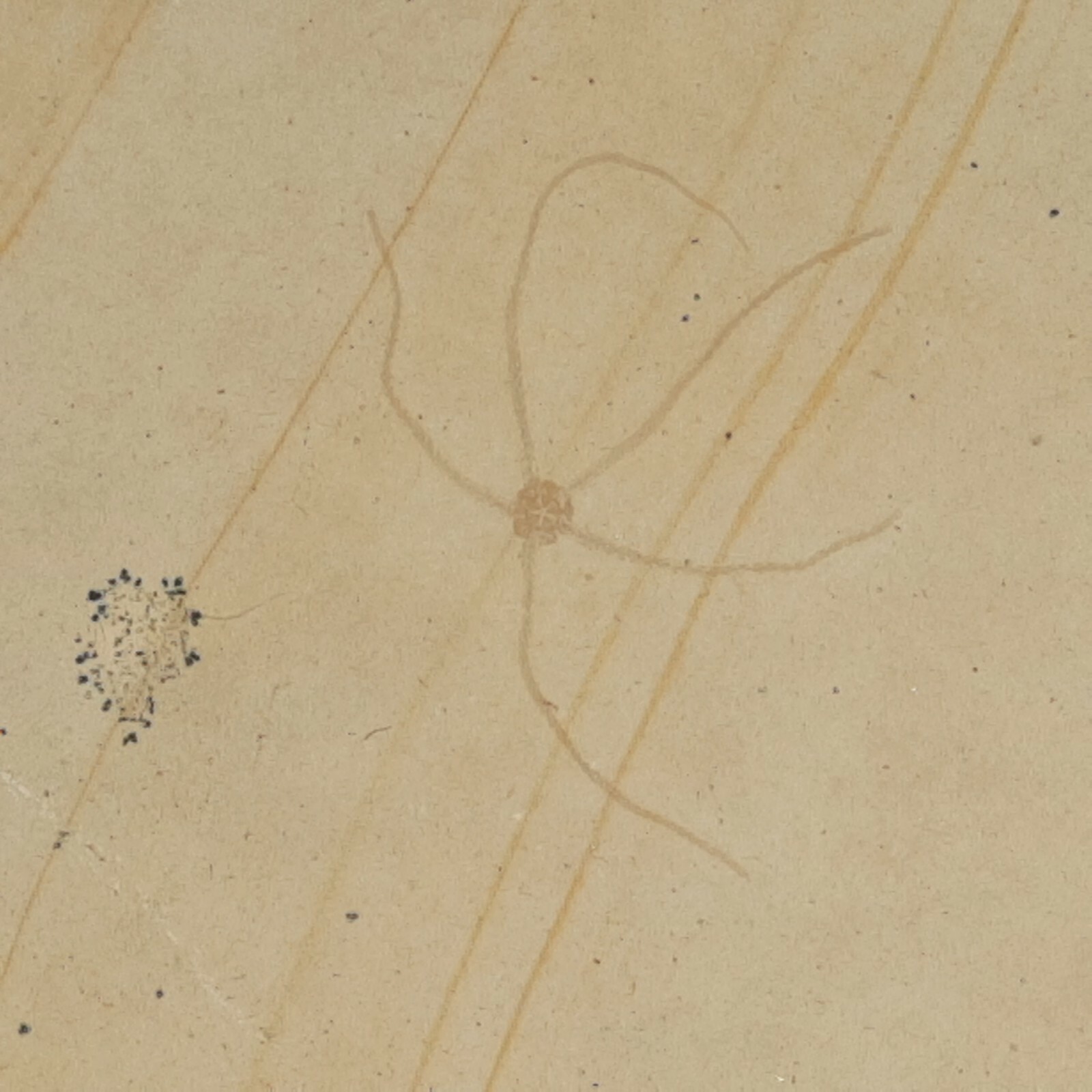 Geocoma Carinata Starfish Fossil Zandt, Germany