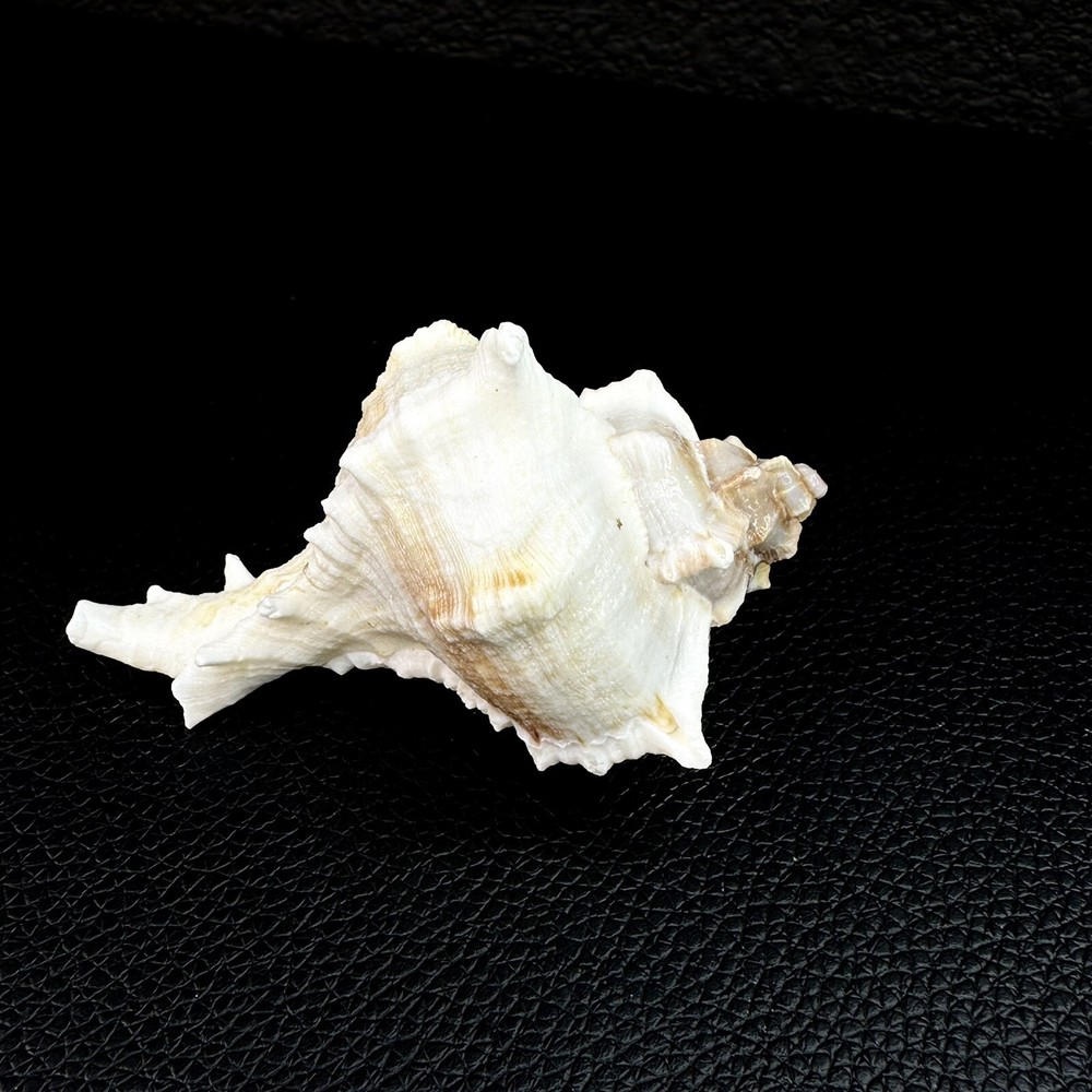 Vasum Cassiforme Conch Seashell Shell 74mm 2 7/8” Beautiful